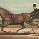 Illustration for article titled In 1893, 2.5 million pounds of horse manure filled NYC streets per day
